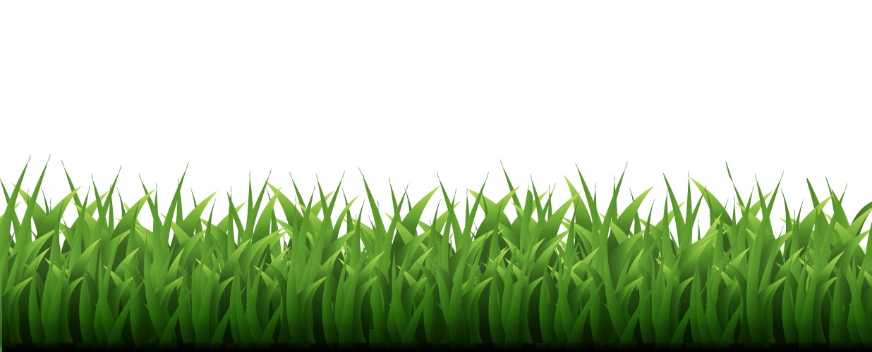 green grass border white background vector image