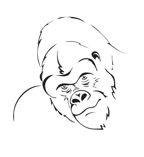 Gorilla head vector image