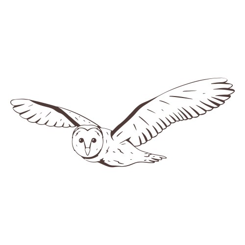 flying barn owl hand drawn vector image