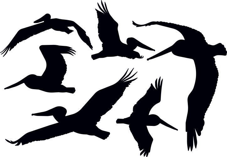 Flying pelicans vector image