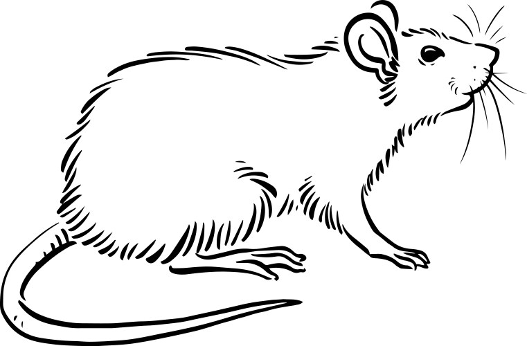 Rat sketch image vector image