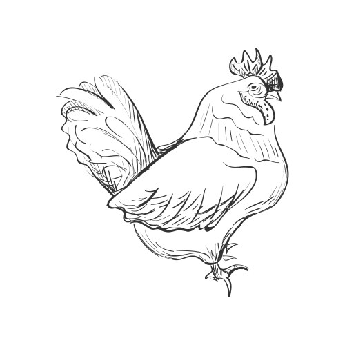 Doodle bantam vector image