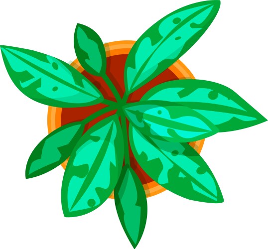 Houseplant growing in pot with green ornamental vector image