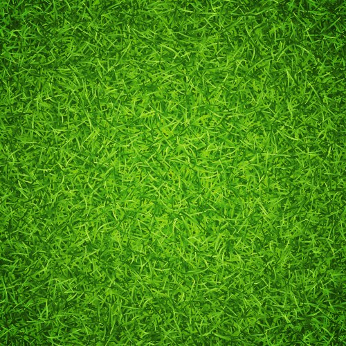 Lawn green grass background vector image