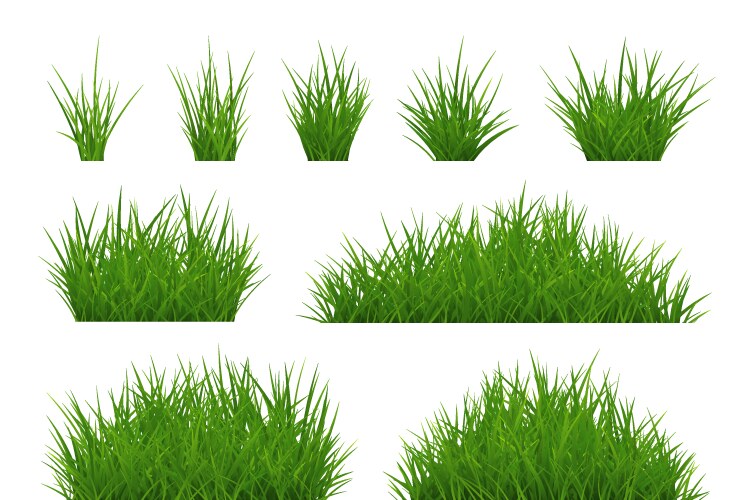 Green grass tuft set isolated on white background vector image