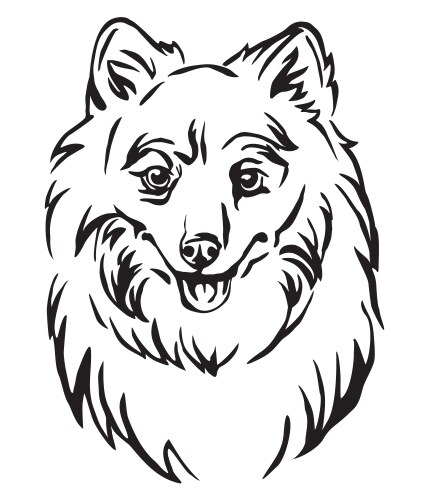 Decorative portrait of dog japanese spitz vector image