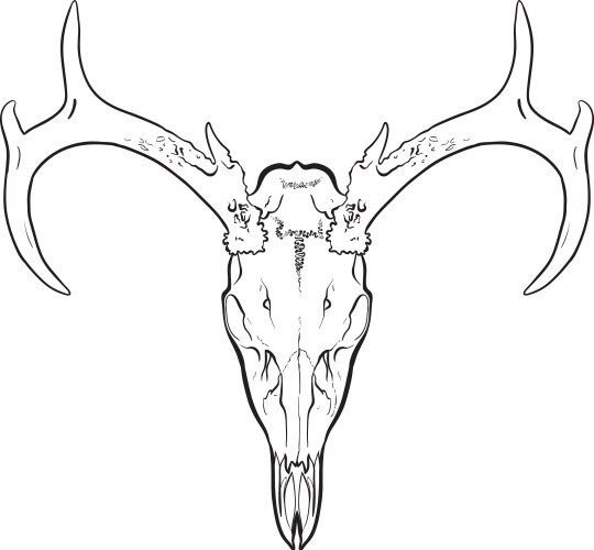 Skull vector image