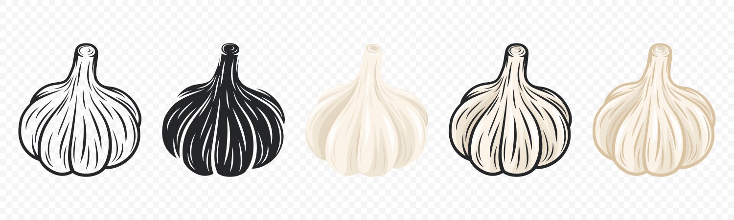 Garlic bulb icon set closeup isolated vector image