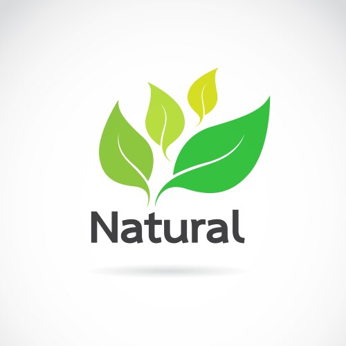 Natural logo design vector image