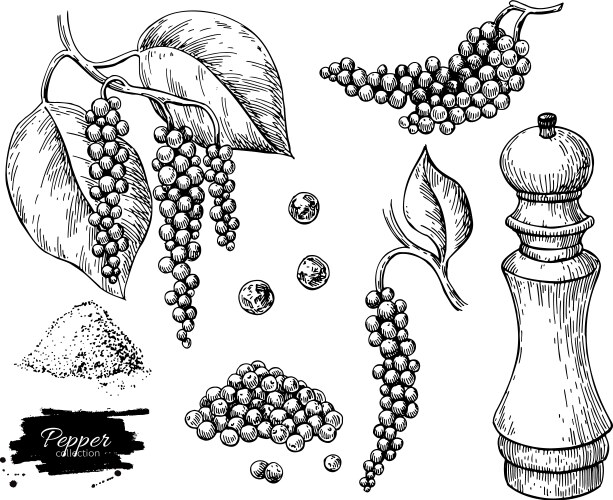 Black pepper drawing set peppercorn heap vector image