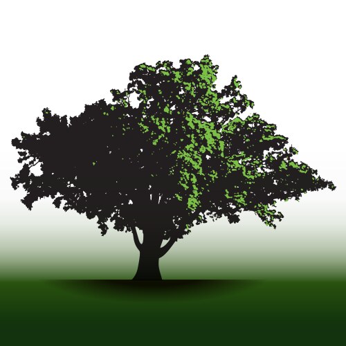 A large glorious old oak tree vector image