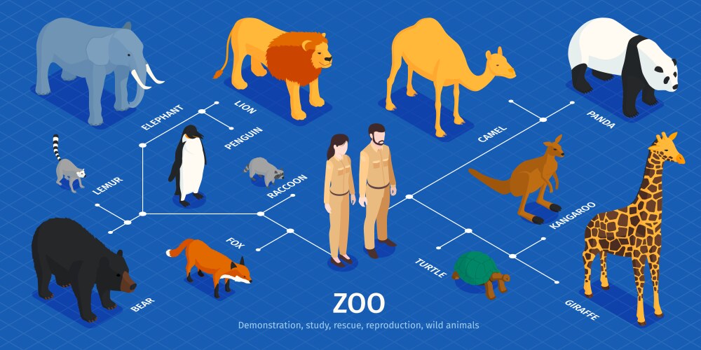 isometric zoo animals infographics vector image