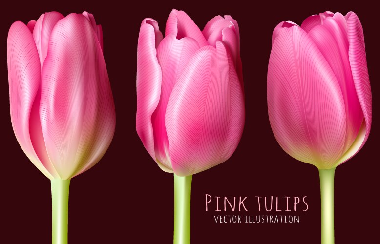 Spring pink tulips vector image