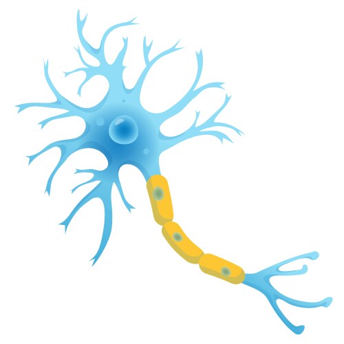 Neuron structure nerve cell flat vector image