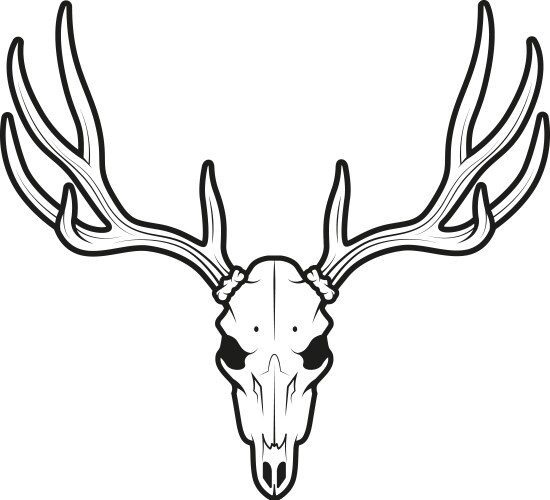 White tail deer skull vector image