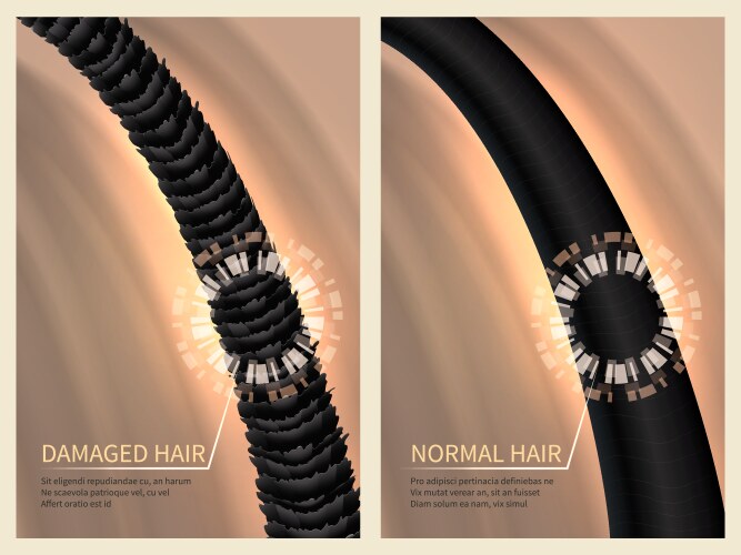 Closeup damaged harsh and normal healthy hair vector image