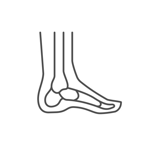 Foot bones line outline icon vector image