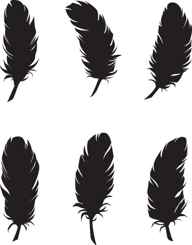 Feathers for design and decoration vector image