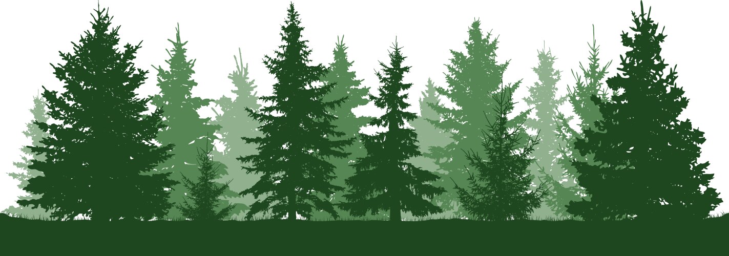 Forest fir trees silhouette coniferous green vector image