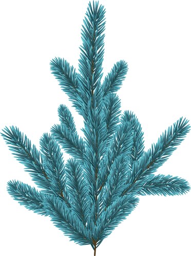 blue christmas fir branch vector image