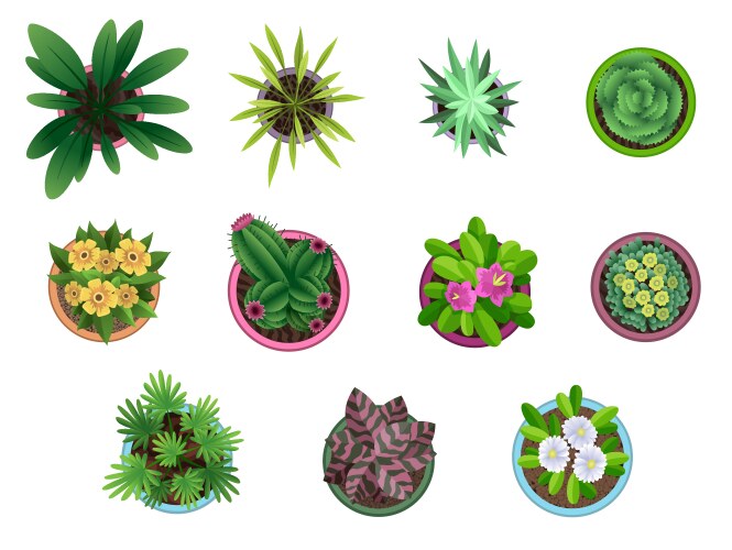 Collection plant top view in pots home vector image