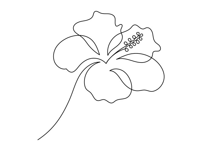 hibiscus flower in one continuous line drawing vector image