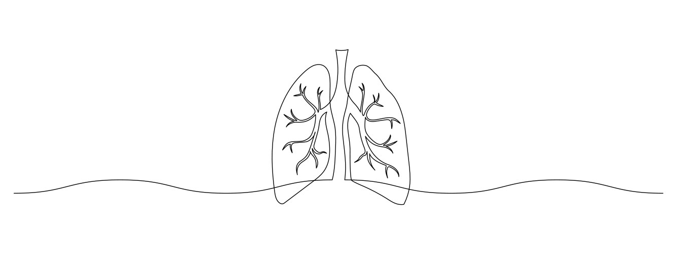 human lungs in one continuous line drawing vector image