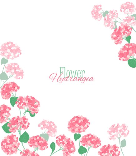 Hydrangea flower vector image