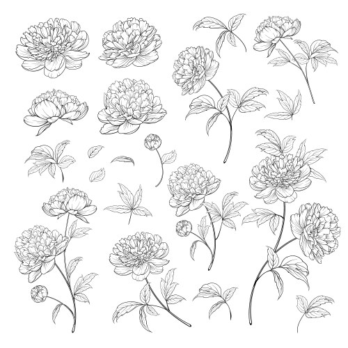 Peonies bud collection elements peony isolated vector image