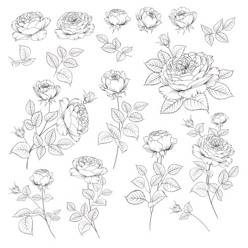 Rose bud collection elements roses isolated vector image