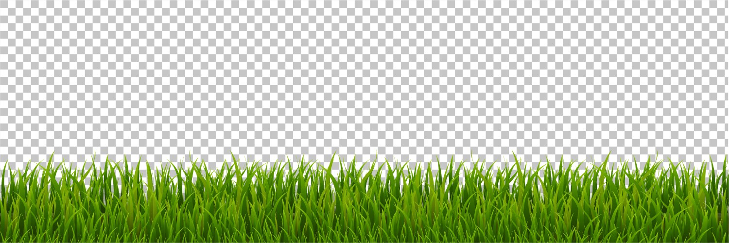 green grass border transparent background vector image