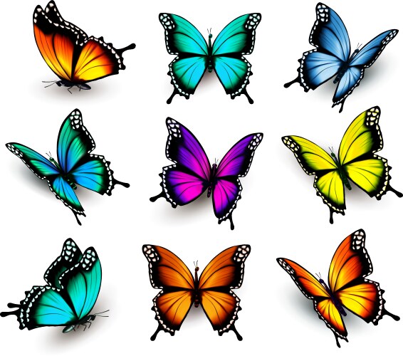 Collection of colorful butterflies flying vector image