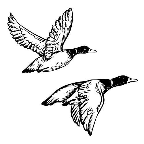 Flying ducks engraving vector image