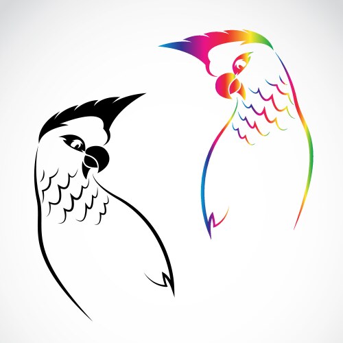 Parrot vector image