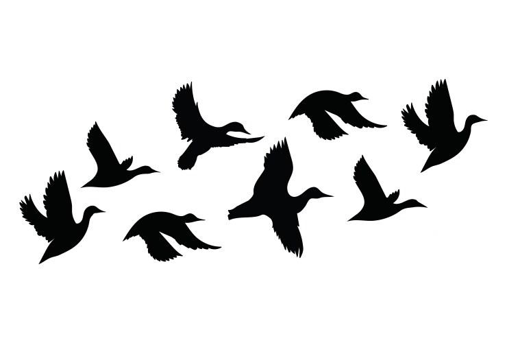 Flock ducks a cartoon birds vector image