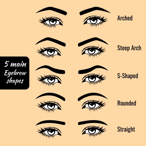 Basic eyebrow shape types vector image