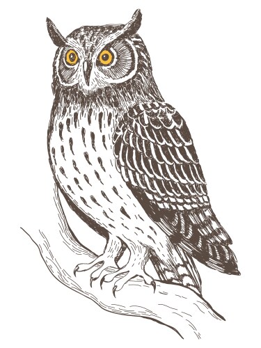 Realistic image of owl vector image