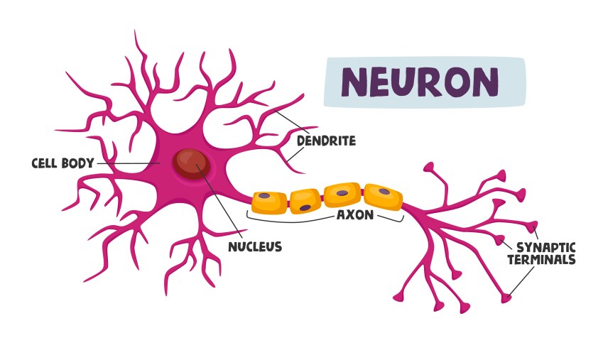 Human neurons scheme infographics dendrite cell vector image