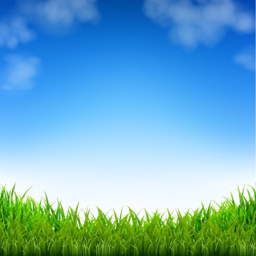 blue sky and grass vector image