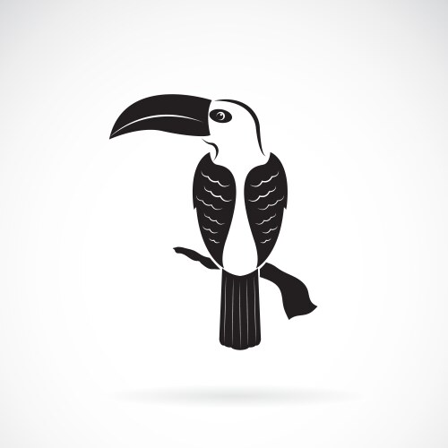 toucan bird design on white background wild vector image