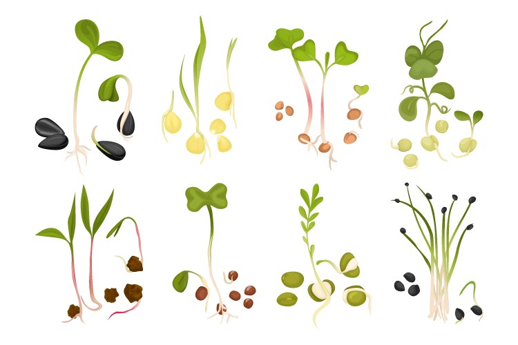 microgreen growing seed icon set vector image