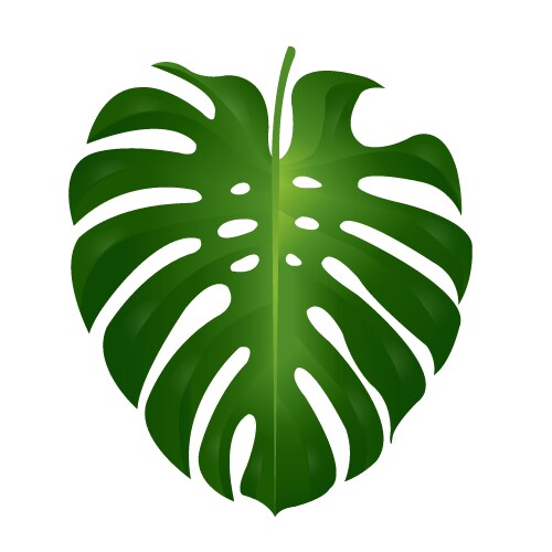 monstera leaf vector image