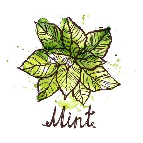 Sketch mint leaf vector image