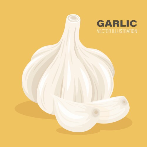 Hand drawn garlic bulb and cloves closeup vector image