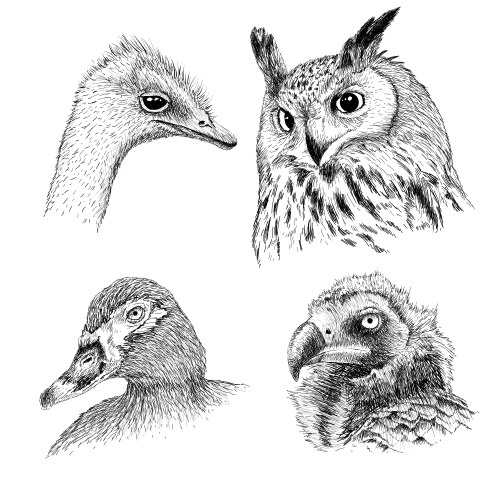 Realistic heads of wild birds vector image