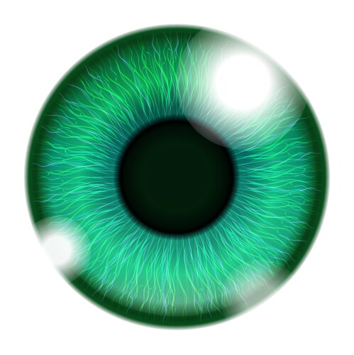 Human green eye vector image