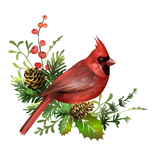 Christmas cardinal bird greeting card red vector image