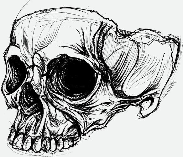 Skull drawing vector image