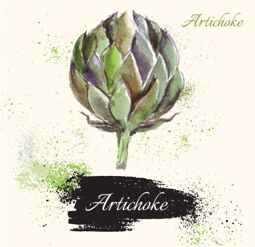 Artichoke in watercolor technique vector image