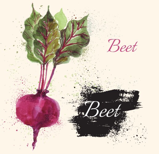 Beet in watercolor technique vector image